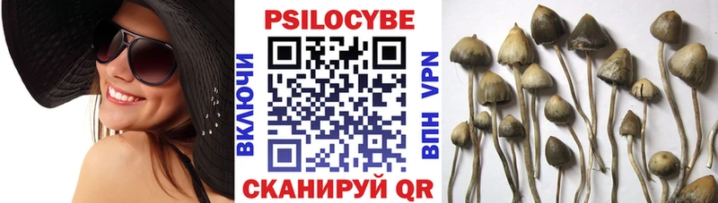 Галлюциногенные грибы Cubensis  продажа наркотиков  Тулун 